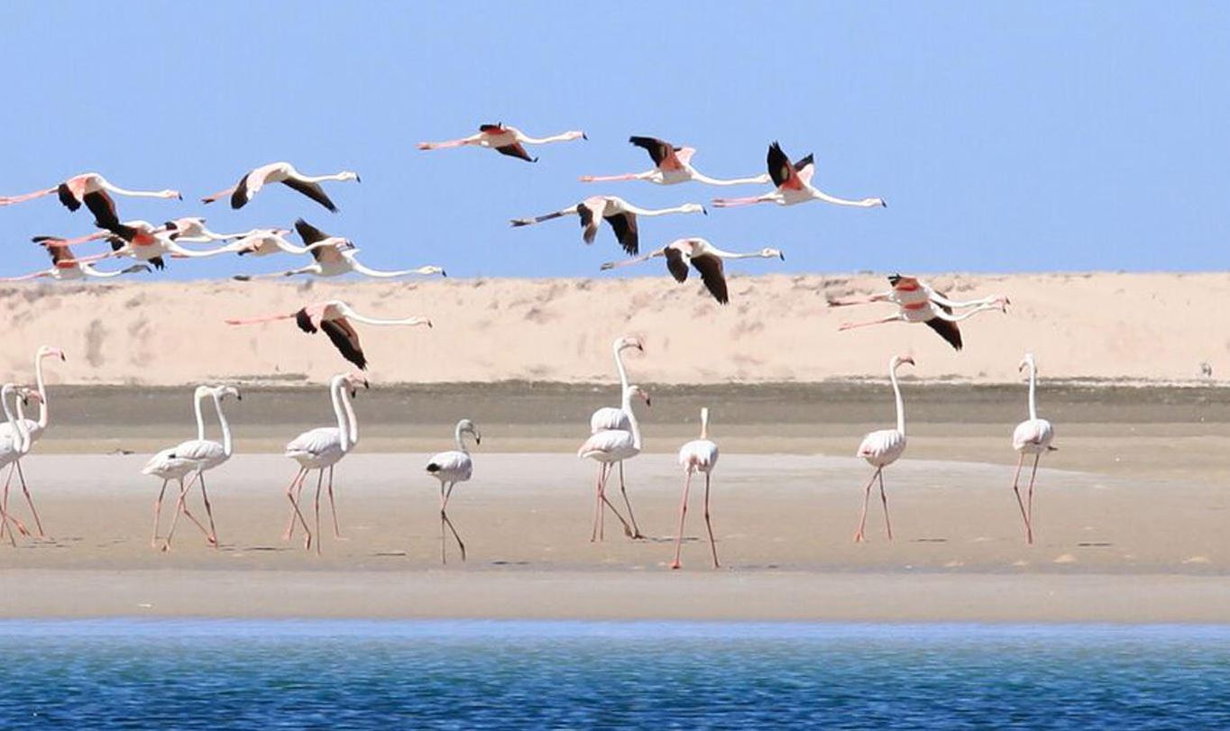 Aerial view of Dakhla city in Morocco, highlighting the stunning Dakhla Lagoon, vast desert landscapes, and vibrant coastal life known for kitesurfing and windsurfing activities.