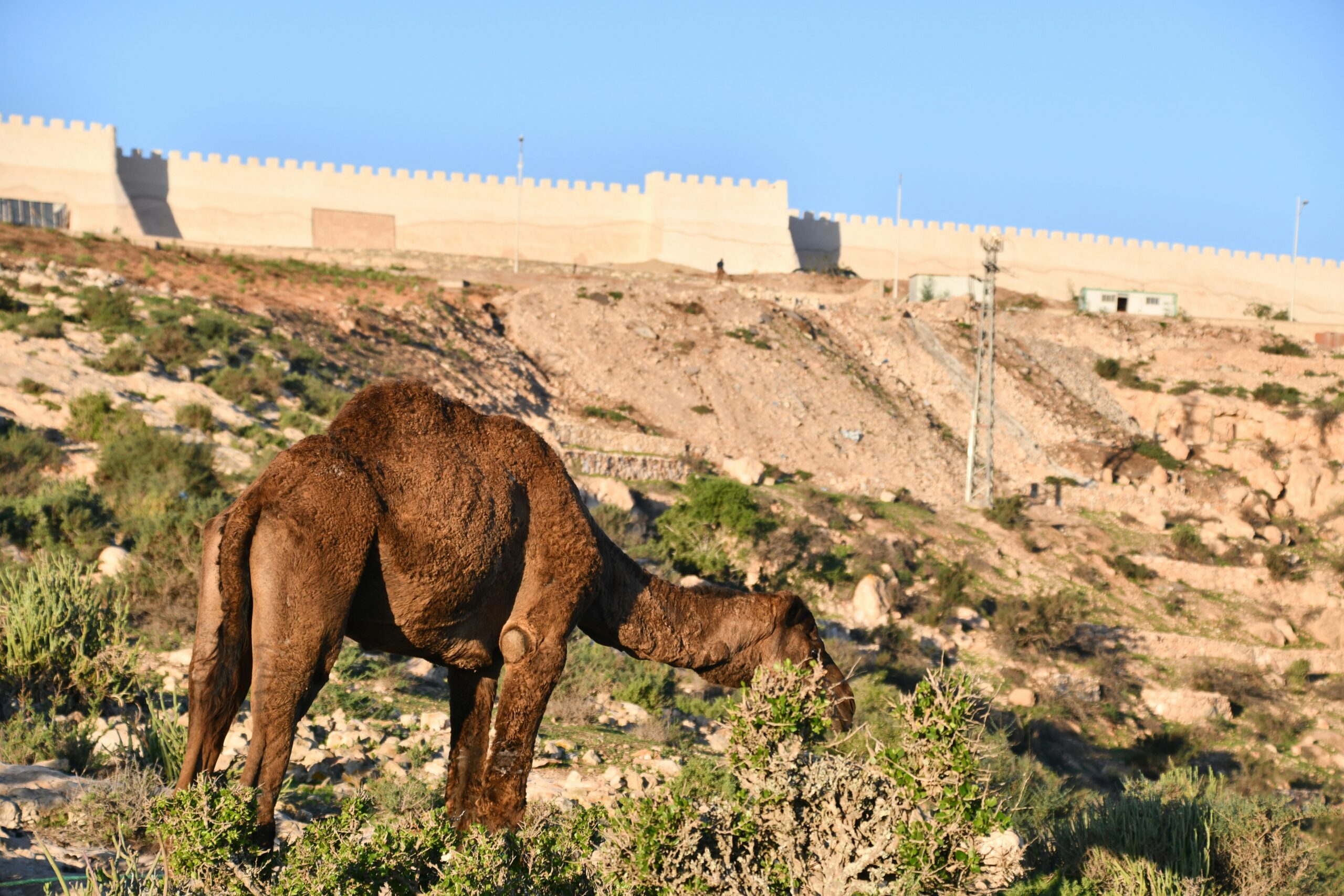 Panoramic view of Agadir city in Morocco, featuring its beautiful sandy beaches, modern architecture, and the iconic Kasbah on the hilltop overlooking the Atlantic Ocean.